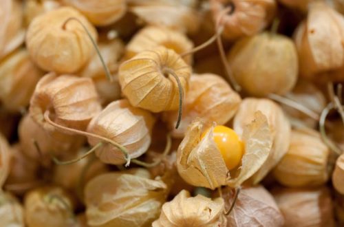 A detailed close-up photograph of fresh gooseberries wrapped in their natural husks, highlighting texture and detail.